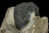 Paralejurus Trilobite - Atchana, Morocco #119030-4